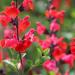 Perene: Salvia microphylla Royal Bumble - crven cvet , slika3